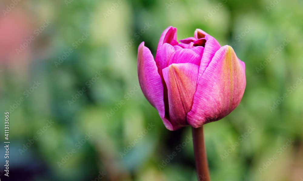 Tulip flower in the garden Tulip flower in the garden