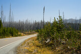 Fire damage in Yellowstone National Park along the road near the east entrance