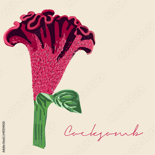 Celosia cristata, Cocksomb Flower Realistic Botanical vector illustration with leaves and stems