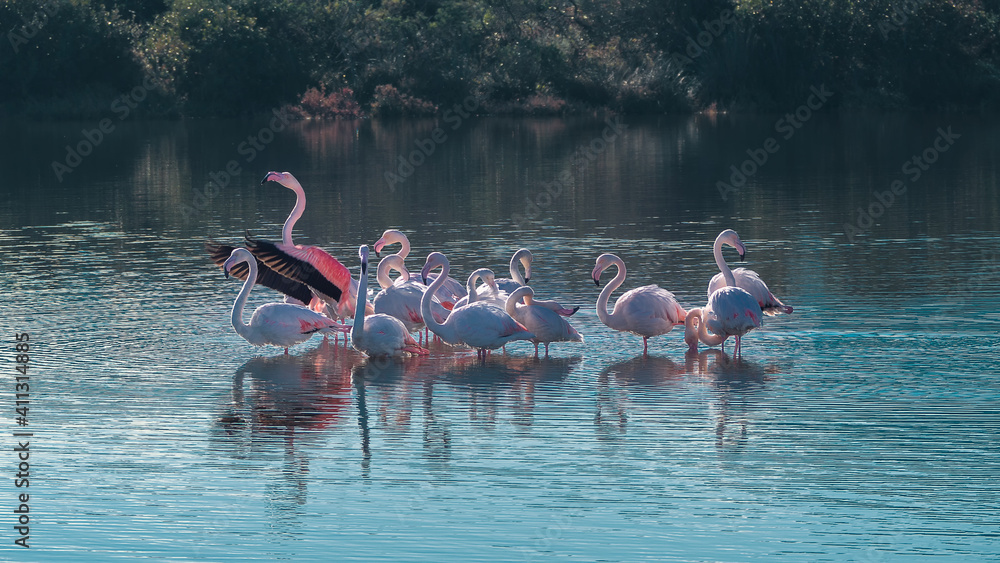 Obraz premium Fenicotteri nello stagno di Porto Taverna