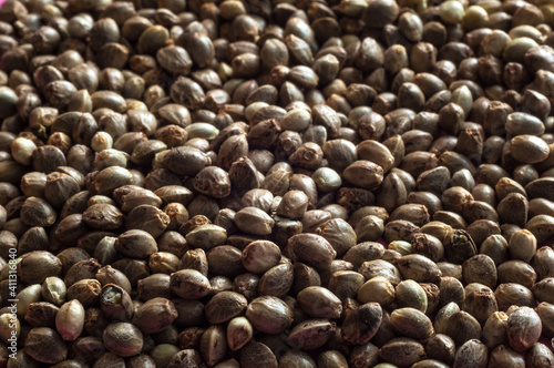 hemp seeds  macro image on white background