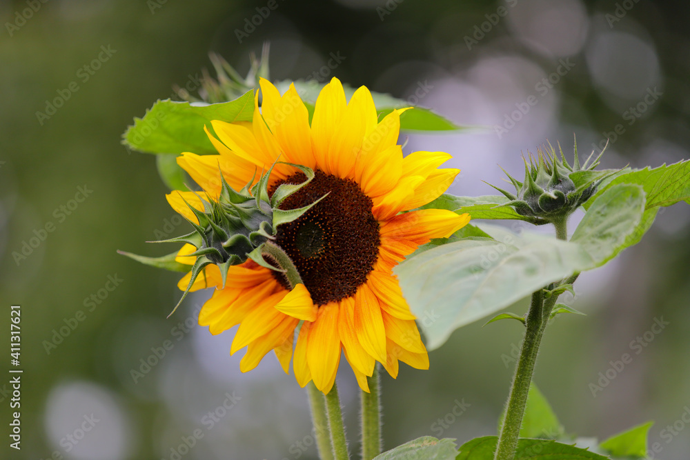 Obraz premium Gelbe Sonnenblumen 