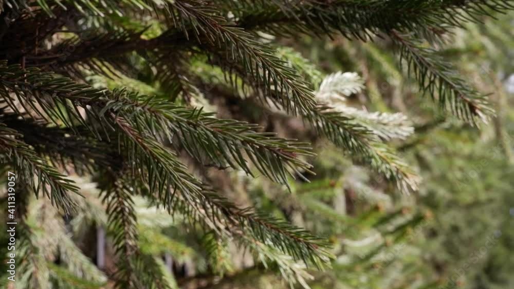 dark green fir trees dark green fir trees
