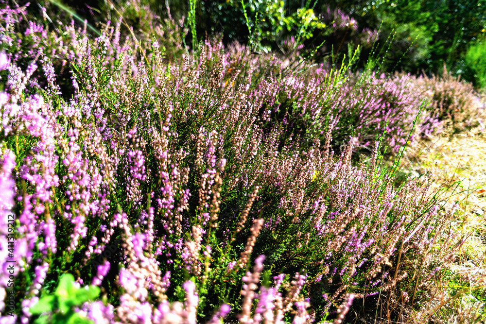 Obraz premium heather illuminated by the sun. Blurred background, soft focus