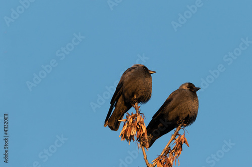 Two perched black crows relaxing in the warm glow of the evening sun. Shot on a winter day in Sweden, Europe