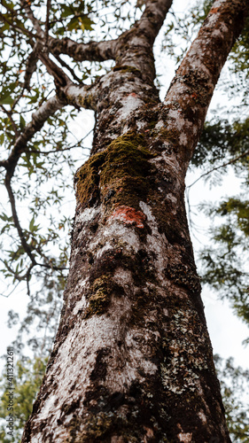 tree in the forest