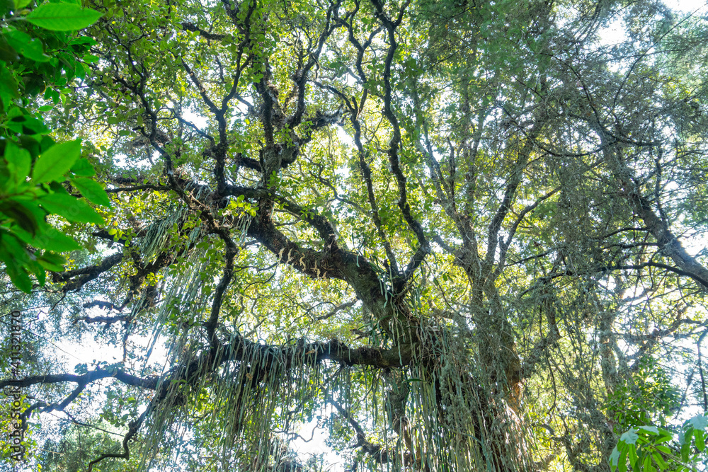 Fototapeta premium BOSQUE