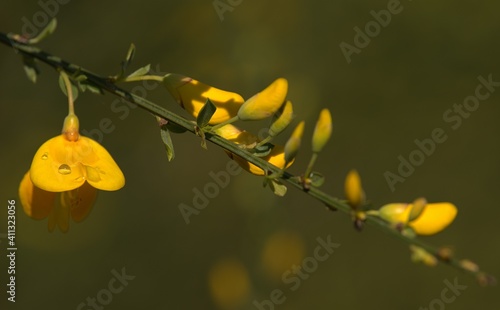 Plant herb blooming yellow flowers with waterdrops on the flakes at sunny springday