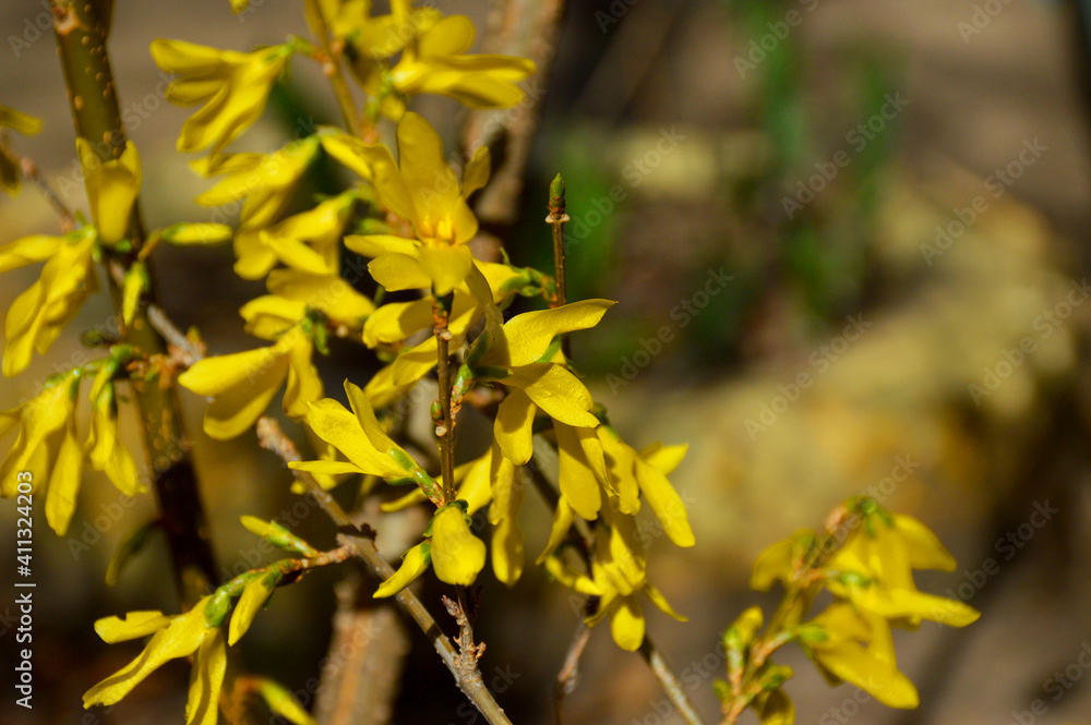 in the spring, small yellow flowers blossomed on the branches of the bush