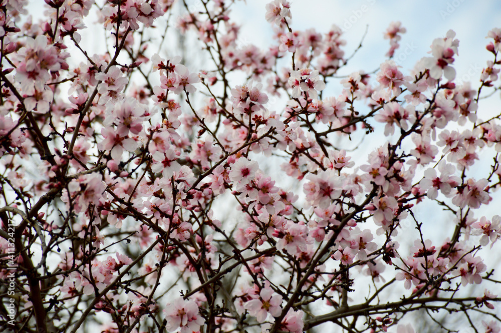 in spring, the branches of the cherry tree are strewn with delicate white with a pink tint of flowers in spring, the branches of the cherry tree are strewn with delicate white with a pink tint of flowers