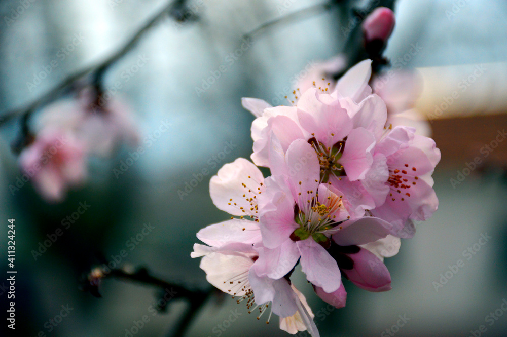 spring branch of cherry with delicate, white with a pink tint flowers close-up
