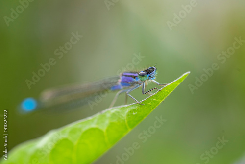 dragonfly on a leaf © Danique