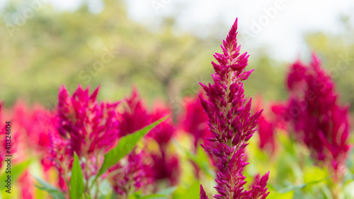 The dark pink flower is called Cockscomb or Chainese Wool Flower.The scientific name is Celosia argentea Linn.