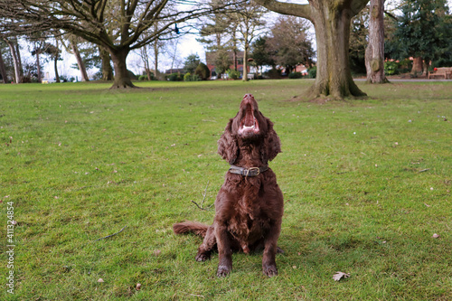 brown chocolate working cocker spaniel sitting mouth open barking catching treats playing outside in a park field