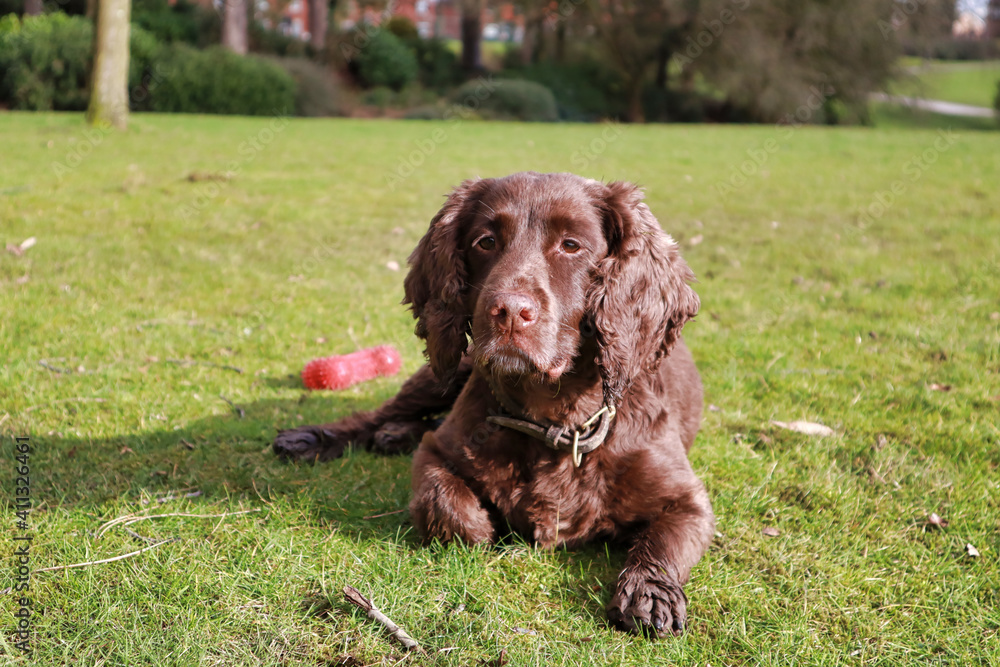 brown chocolate working cocker spaniel rolling laying down playing outside in a field portrait