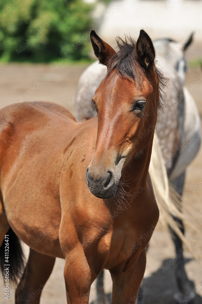 Fototapeta premium Portrait of a bay foal in the herd on a sunny day