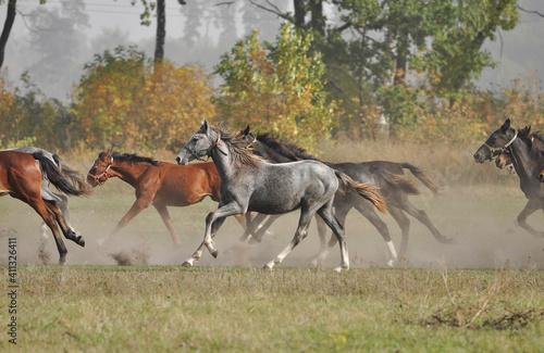 Foals galloping in the herd against the background of the autumn forest © Kateryna Puchka