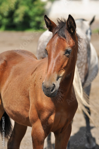 Portrait of a bay foal in the herd on a sunny day