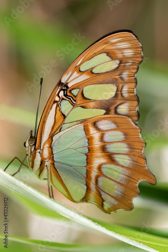butterfly on leaf