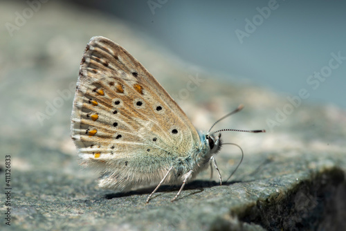 butterfly on the ground