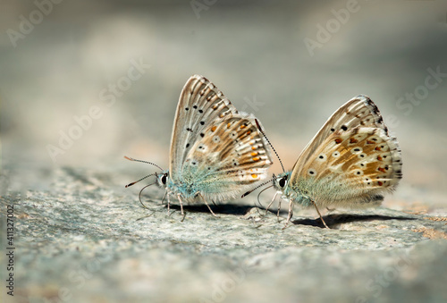 butterfly on the ground