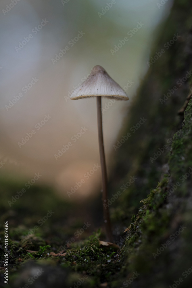 mushroom in the forest mushroom in the forest