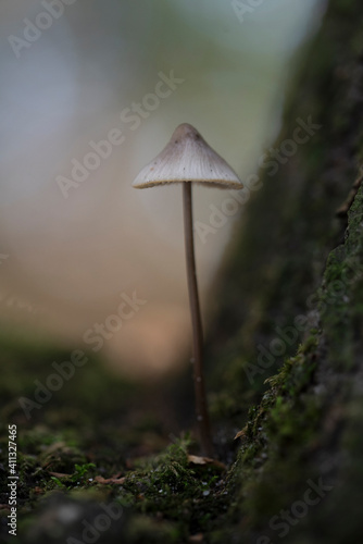 mushroom in the forest