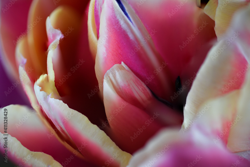 closeup of tulip closeup of tulip