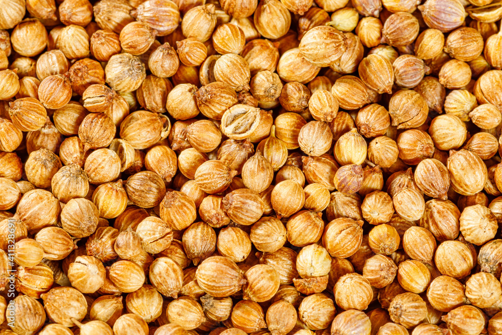 Heap of raw, unprocessed organic coriander or cilantro seeds Heap of raw, unprocessed organic coriander or cilantro seeds