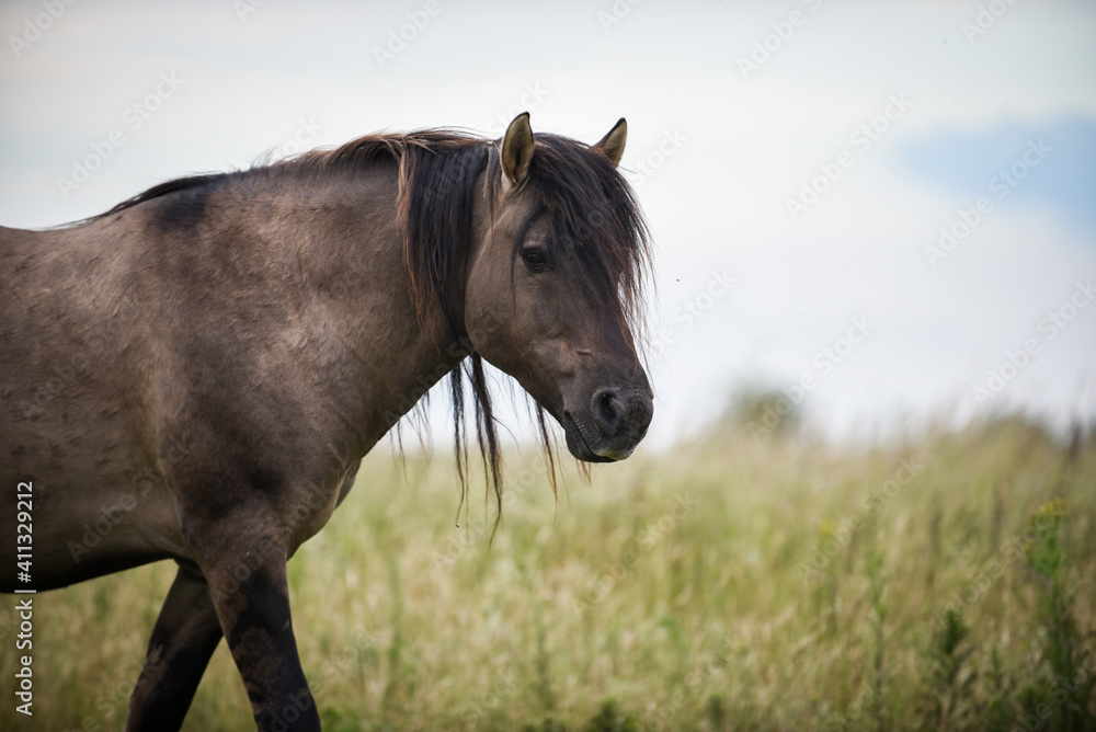 horse in the field