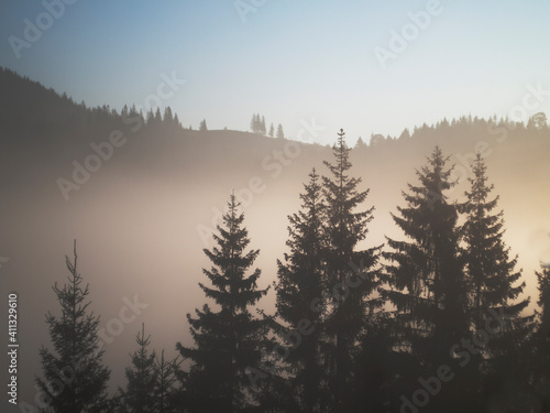 Fir trees in the fog in the mountains