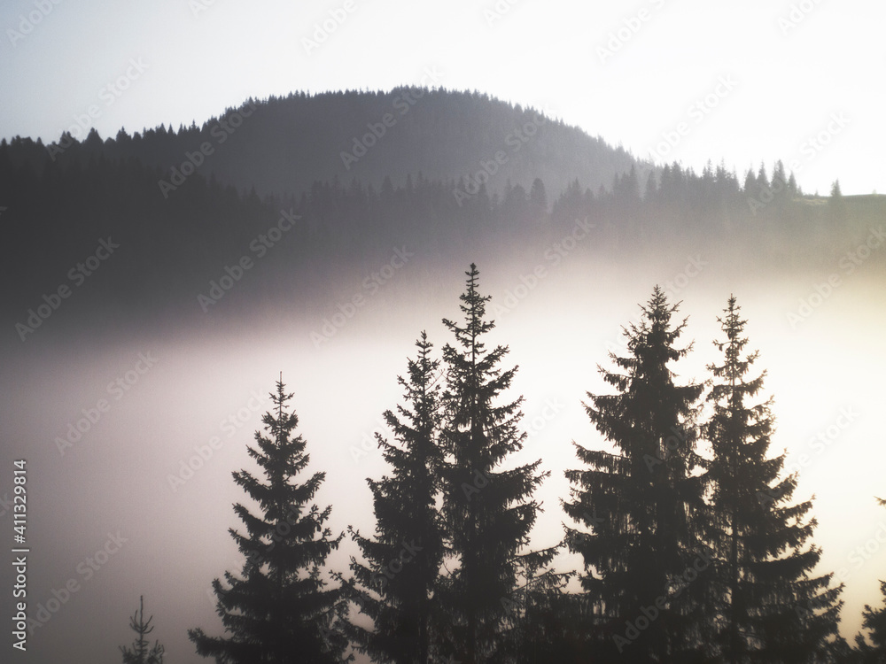 Fir trees in the fog in the mountains