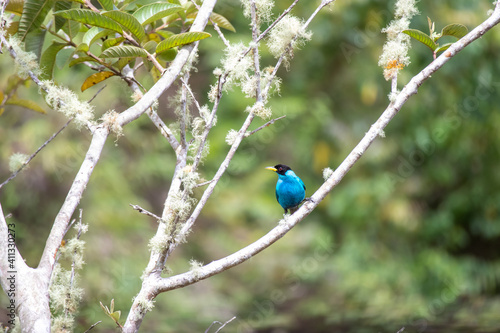 blue bird on a branch © PlataRoncallo