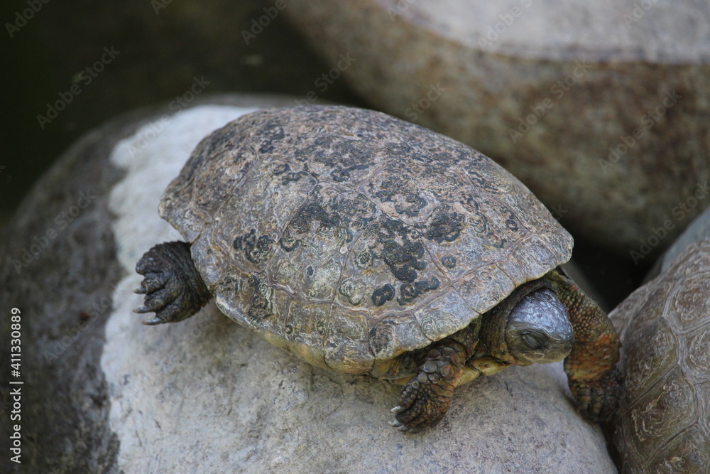 Fototapeta premium beautiful bird color nature precious view caption