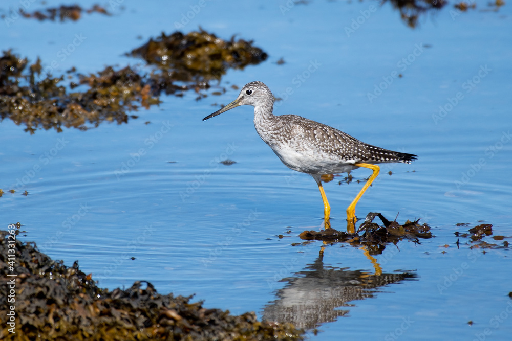 A greater yellow legs seabird walking along the shoreline of a saltwater beach. The ocean beach is covered in seaweed and the small lanky shorebird has a long neck and slightly upturned bill. A greater yellow legs seabird walking along the shoreline of a saltwater beach. The ocean beach is covered in seaweed and the small lanky shorebird has a long neck and slightly upturned bill.