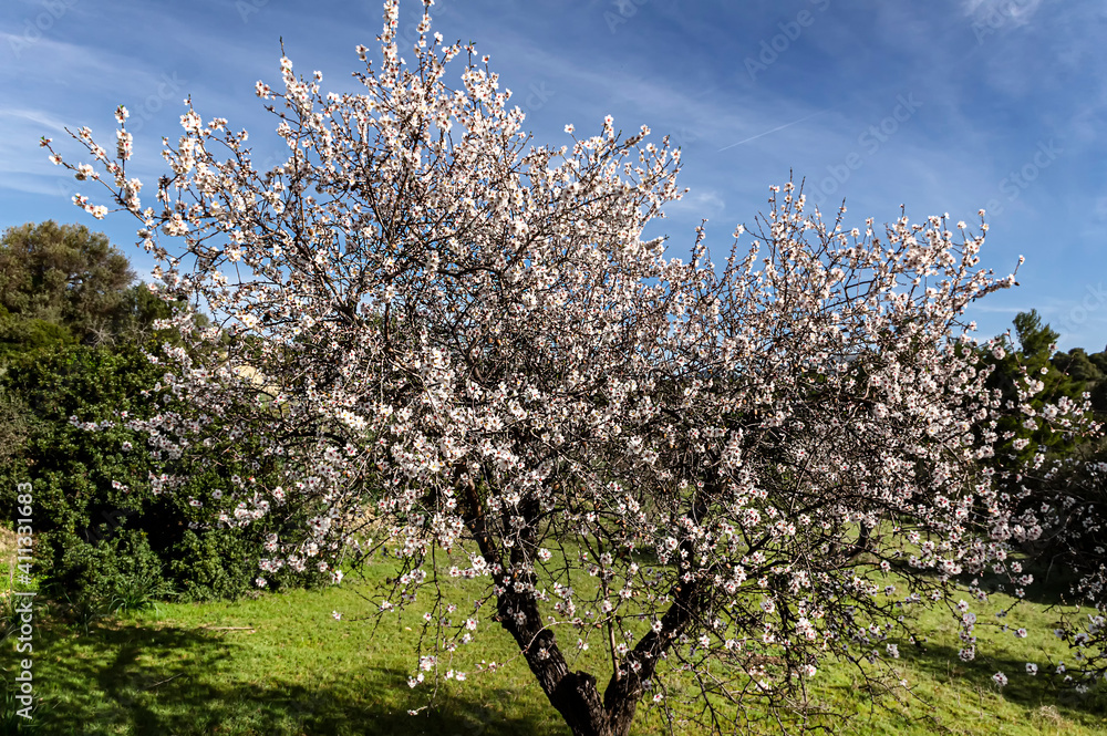 Almond Blossom Macro Photography, Flowered Almond Tree and Almond Blossom Branches with Selective Focus Countryside Sardinia