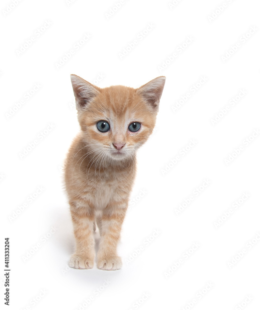 Fototapeta premium Cute yellow kitten on white