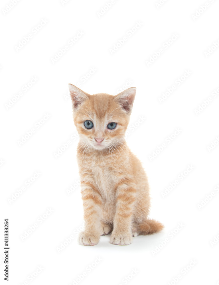 Cute yellow kitten on white