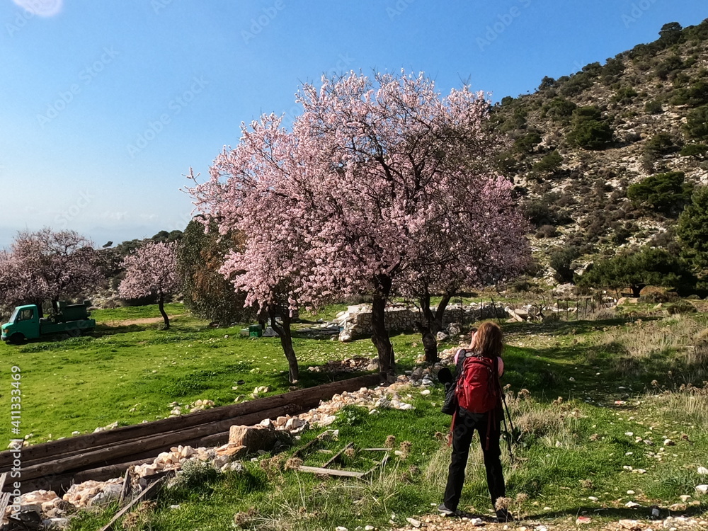 Woman hiker with red rucksack photographing an almond tree in full pink blossom, Greece Woman hiker with red rucksack photographing an almond tree in full pink blossom, Greece