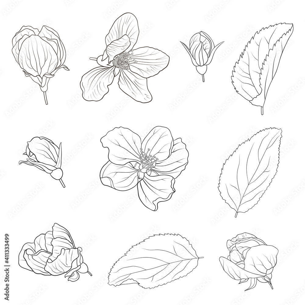 Vector illustration with apple blooming spring flowers on a white background