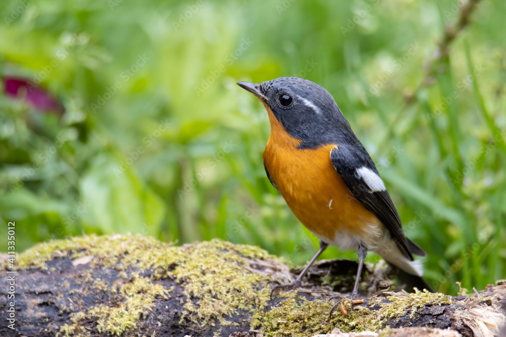 A Migration bird (Mugimaki Flycatcher) on the branch found in Sabah Borneo A Migration bird (Mugimaki Flycatcher) on the branch found in Sabah Borneo