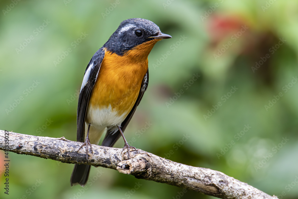 A Migration bird (Mugimaki Flycatcher) on the branch found in Sabah Borneo A Migration bird (Mugimaki Flycatcher) on the branch found in Sabah Borneo