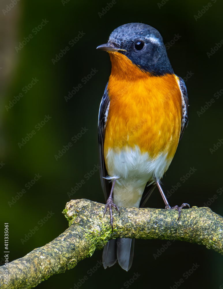 A Migration bird (Mugimaki Flycatcher) on the branch found in Sabah Borneo A Migration bird (Mugimaki Flycatcher) on the branch found in Sabah Borneo
