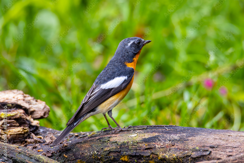 Fototapeta premium A Migration bird (Mugimaki Flycatcher) on the branch found in Sabah Borneo