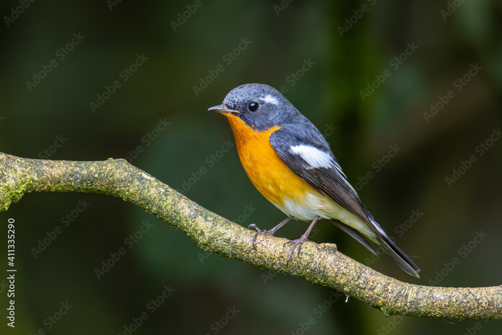 A Migration bird (Mugimaki Flycatcher) on the branch found in Sabah Borneo A Migration bird (Mugimaki Flycatcher) on the branch found in Sabah Borneo