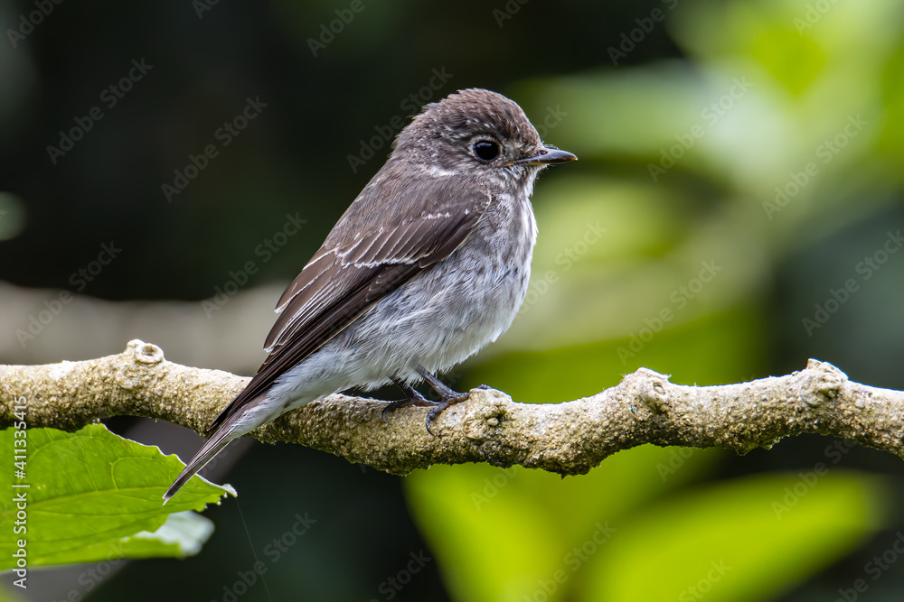 Naklejka premium Nature wildlife bird species of Little Pied Flycatcher on perched on a tree branch found in Borneo, Sabah,Malaysia with nature wildlife background