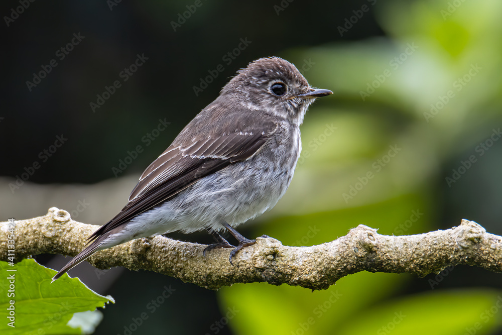 Nature wildlife bird species of Little Pied Flycatcher on perched on a tree branch found in Borneo, Sabah,Malaysia with nature wildlife background Nature wildlife bird species of Little Pied Flycatcher on perched on a tree branch found in Borneo, Sabah,Malaysia with nature wildlife background