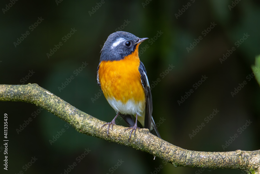 A Migration bird (Mugimaki Flycatcher) on the branch found in Sabah Borneo A Migration bird (Mugimaki Flycatcher) on the branch found in Sabah Borneo