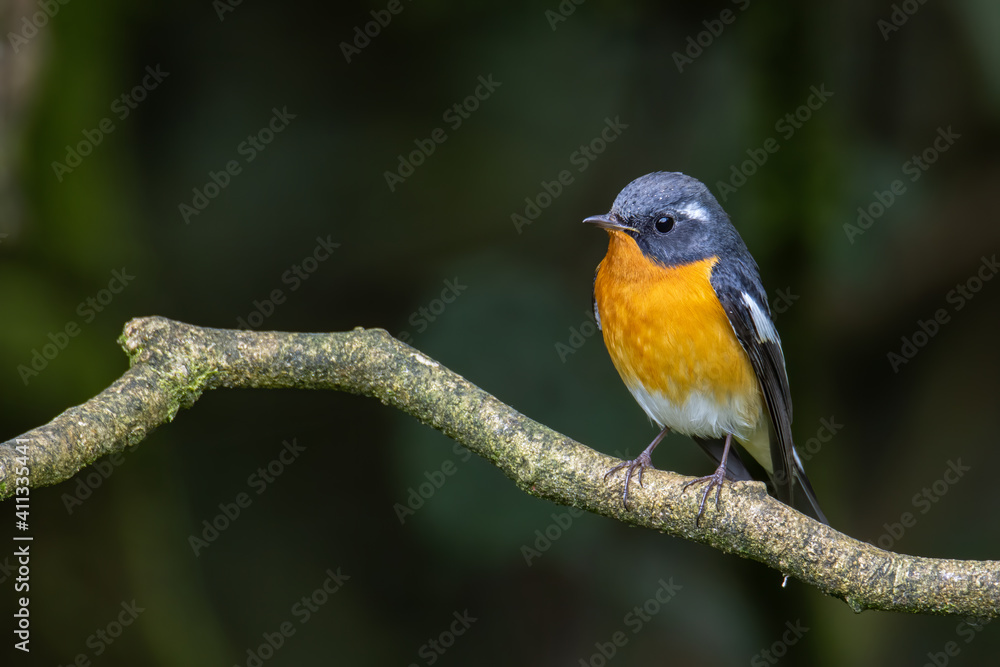A Migration bird (Mugimaki Flycatcher) on the branch found in Sabah Borneo A Migration bird (Mugimaki Flycatcher) on the branch found in Sabah Borneo