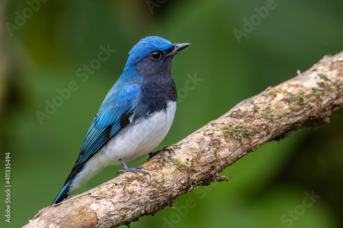 Blue-and-white Flycatcher, Japanese Flycatcher male blue and white color perched on a tree © alenthien